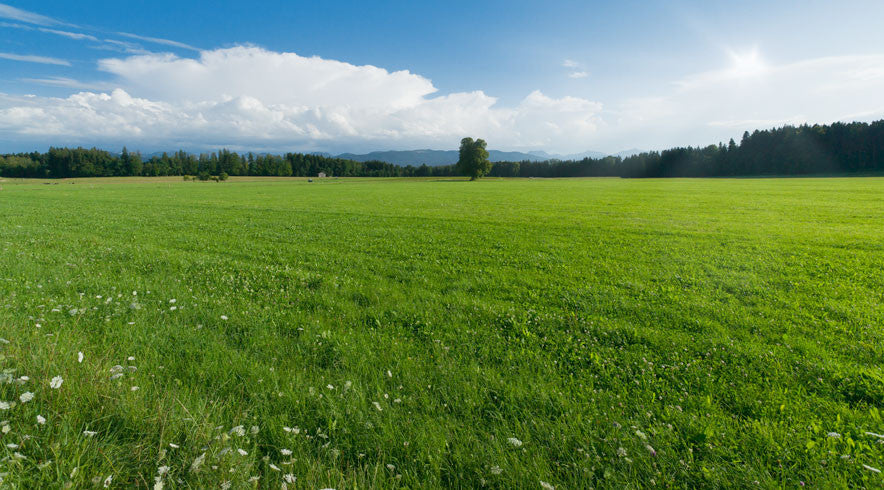 From which plants we make ingredients of organic cosmetics?